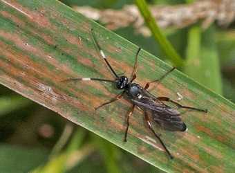 Barichneumon anatorius