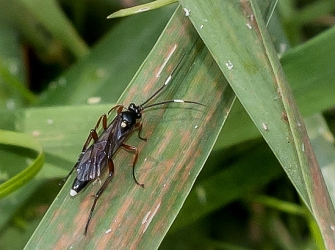 Barichneumon anatorius