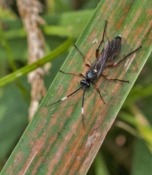 Barichneumon anatorius