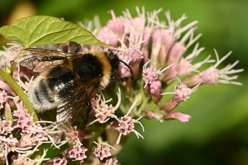 Bombus barbutellus