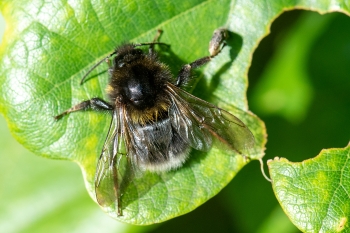 Bombus barbutellus