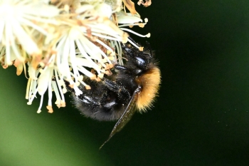 Bombus hypnorum