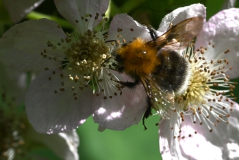 Bombus hypnorum