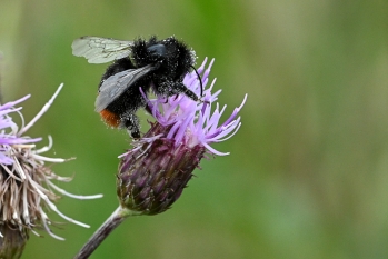 Bombus lapidarius