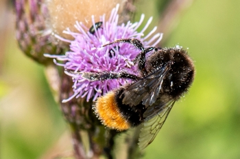 Bombus lapidarius