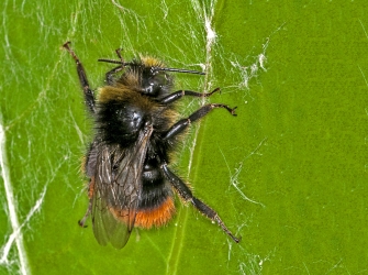 Bombus lapidarius