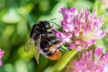 Bombus lapidarius