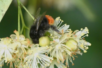 Bombus lapidarius