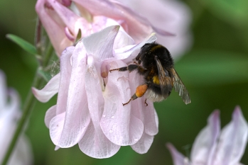 Bombus lucorum