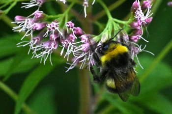 Bombus lucorum