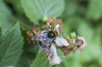 Bombus lucorum