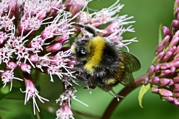 Bombus lucorum