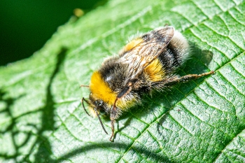 Bombus lucorum