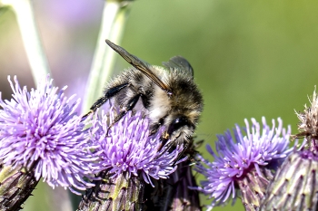 Bombus pascuorum