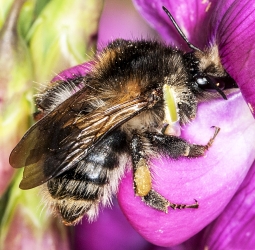 Bombus pascuorum