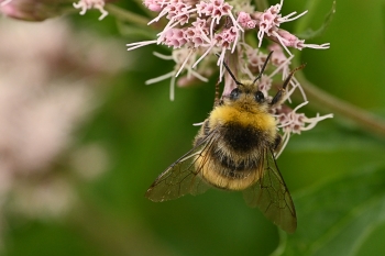 Bombus pascuorum