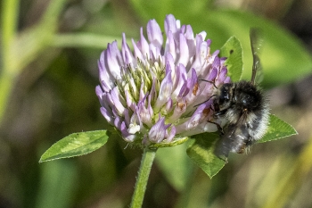 Bombus pascuorum