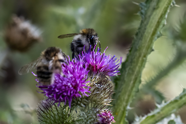 Bombus pascuorum