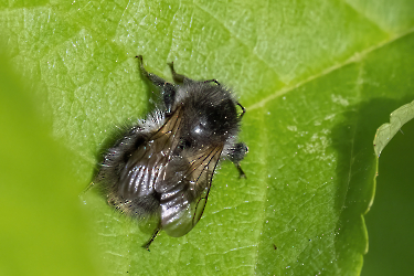 Bombus pascuorum