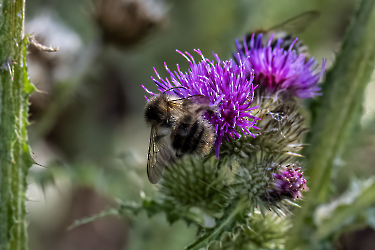 Bombus pascuorum