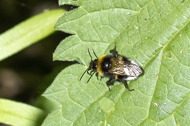 Bombus pratorum