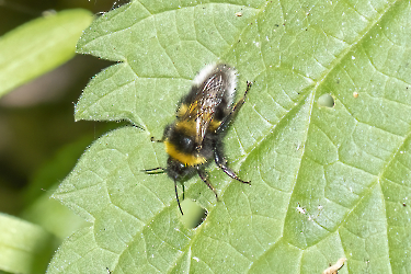 Bombus pratorum