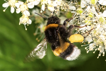 Bombus terrestris