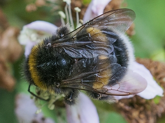 Bombus terrestris