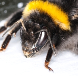 Bombus terrestris