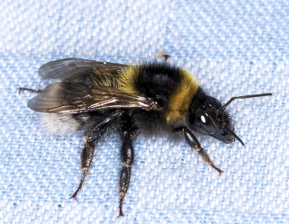 Bombus terrestris