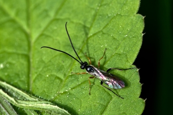 Braconidae spec.