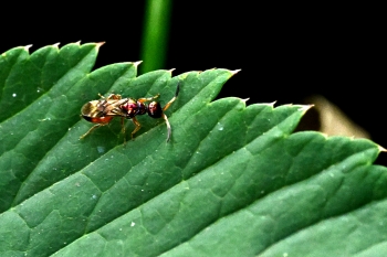 Cleptes semiauratus