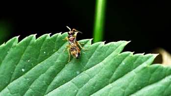 Cleptes semiauratus