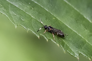 Cratichneumon spec.