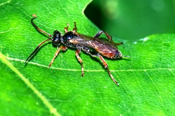 Cryptinae ubestemt