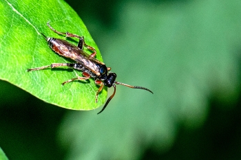 Cryptinae ubestemt