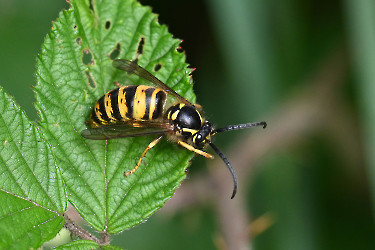 Dolichovespula omissa