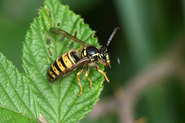 Dolichovespula omissa