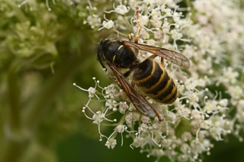 Dolichovespula saxonica