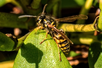 Dolichovespula spec.