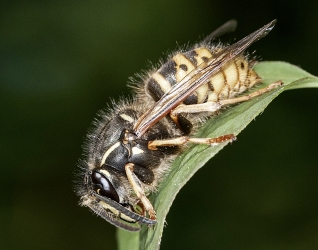 Dolichovespula spec.