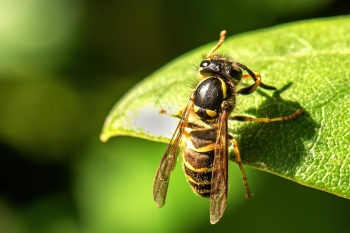 Dolichovespula spec.