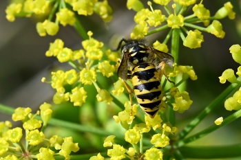 Dolichovespula spec.