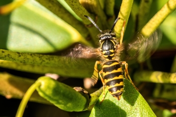 Dolichovespula spec.