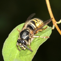 Dolichovespula spec.