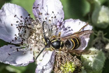 Dolichovespula spec.