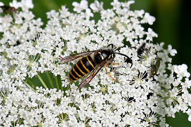 Dolichovespula spec.