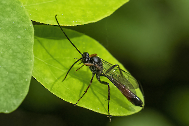 Dusona bicoloripes