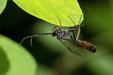 Dusona bicoloripes