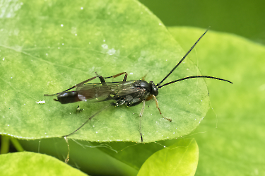 Dusona bicoloripes